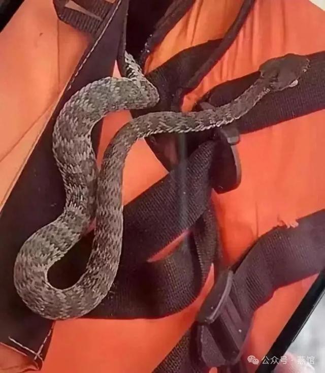 咬人事件那些忽视的真相！pg模拟器电脑版三亚毒蛇